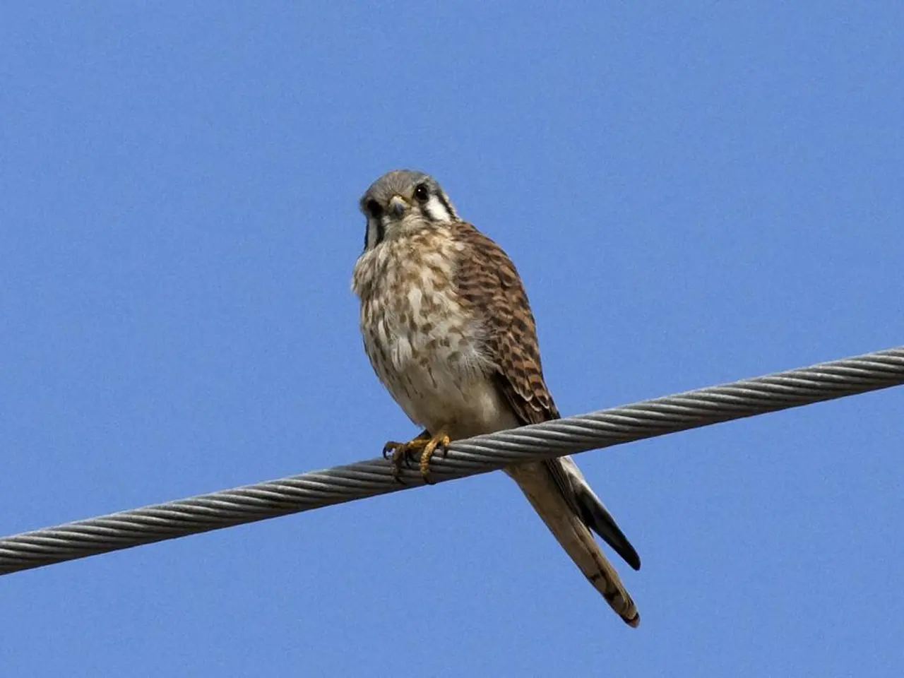 In this picture we can see the brown color bird sitting on the electric wire. Behind there is a...