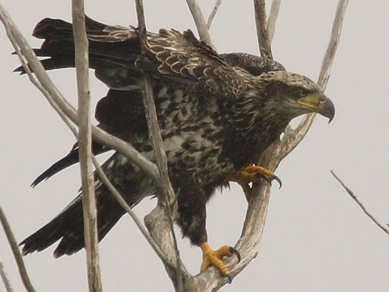 In the center of the picture there is an eagle, on the branches of a tree. Sky is cloudy.
