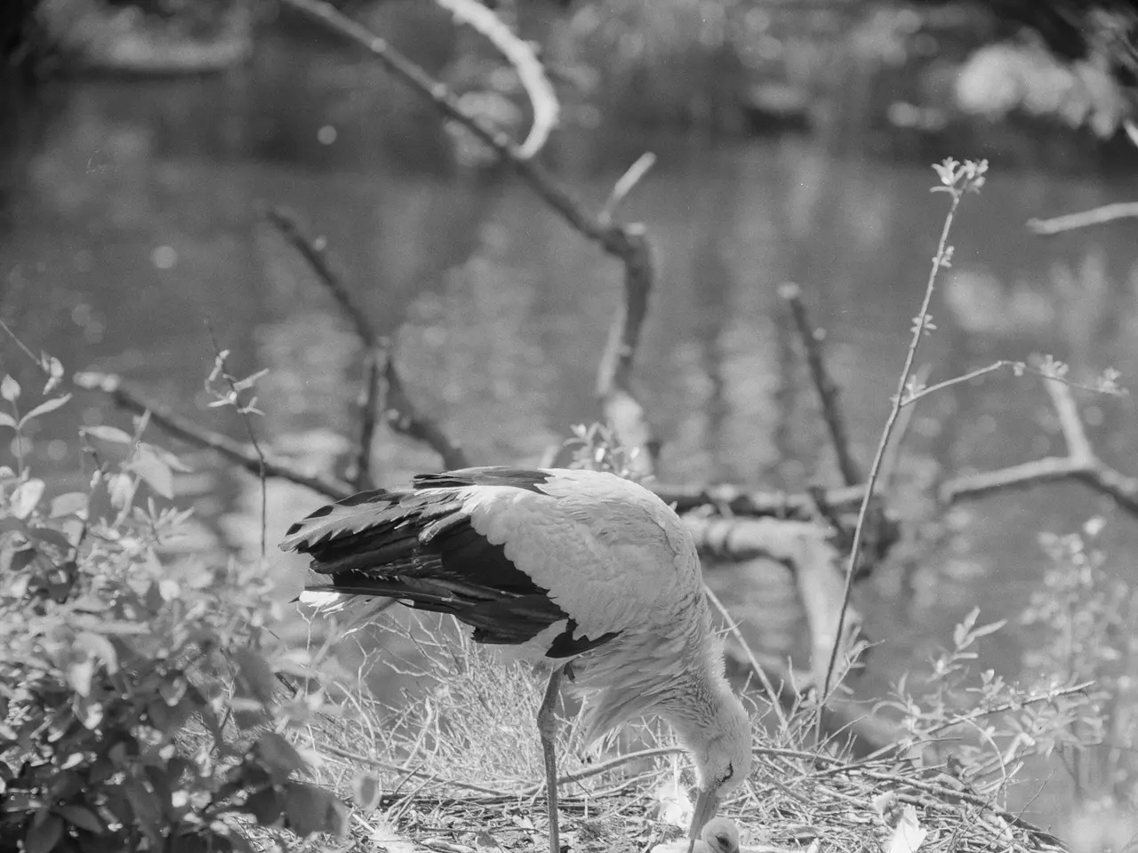 The image shows a white stork standing atop a nest next to a body of water, surrounded by plants....