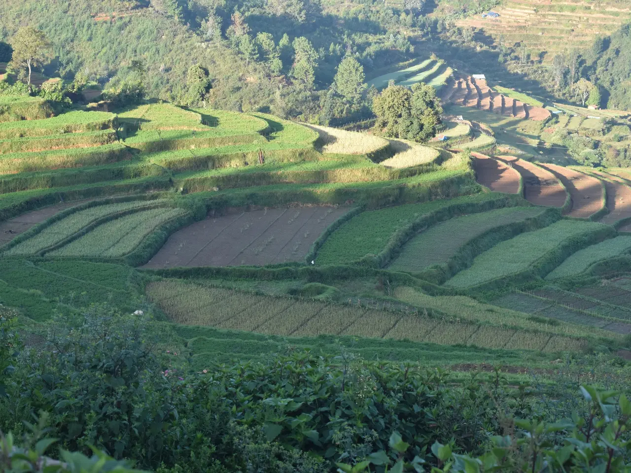 The image shows a lush green landscape of rice terraces in Sapa, Vietnam, with trees and plants...