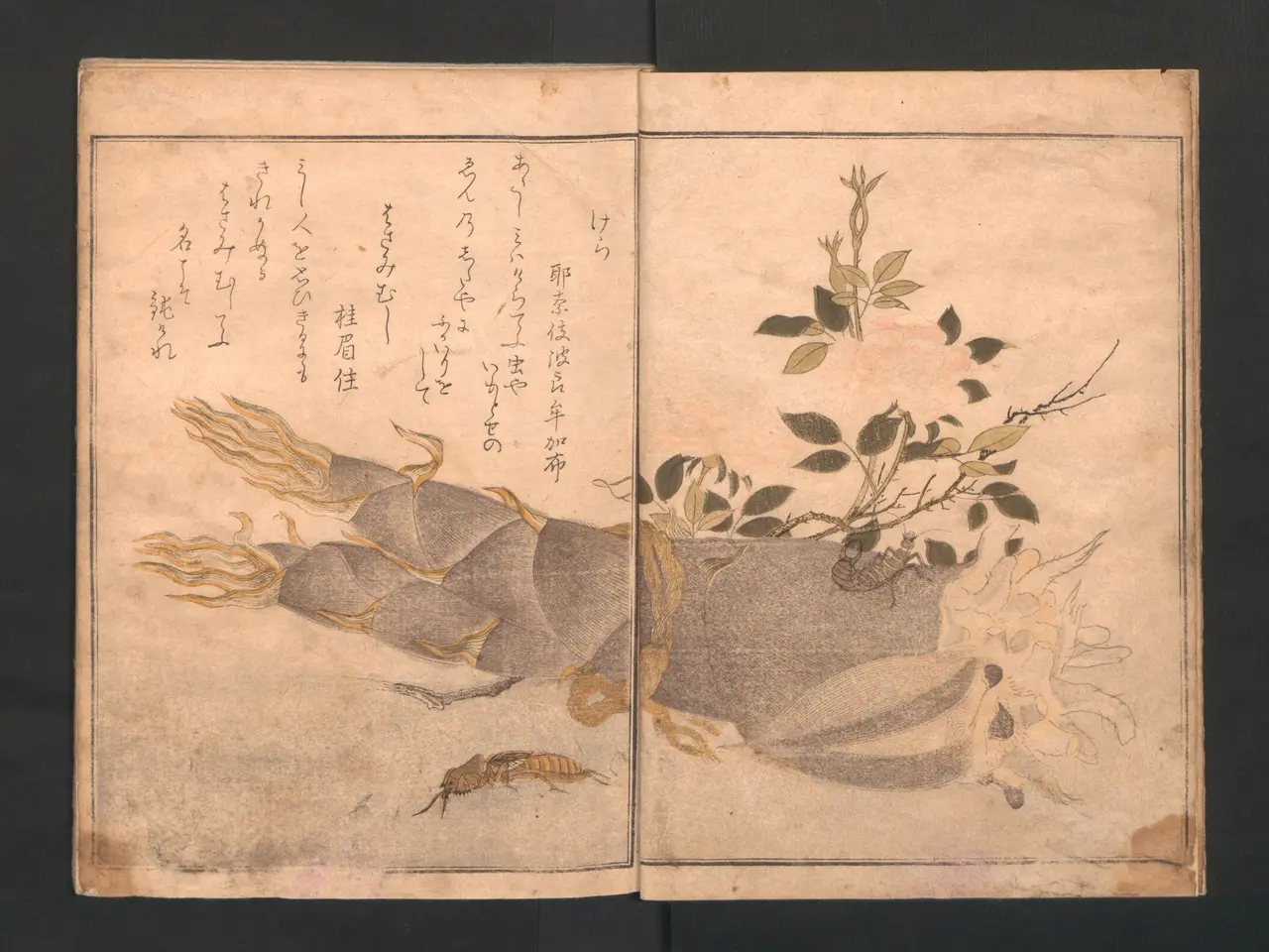 The image shows an open book with a drawing of a plant and a dragon on it, set against a black...