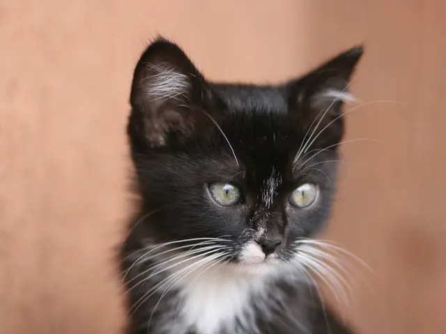 The unfortunate fate of Jeremy Clarkson's well-known Porsche 928, once left in Argentina, marks the...