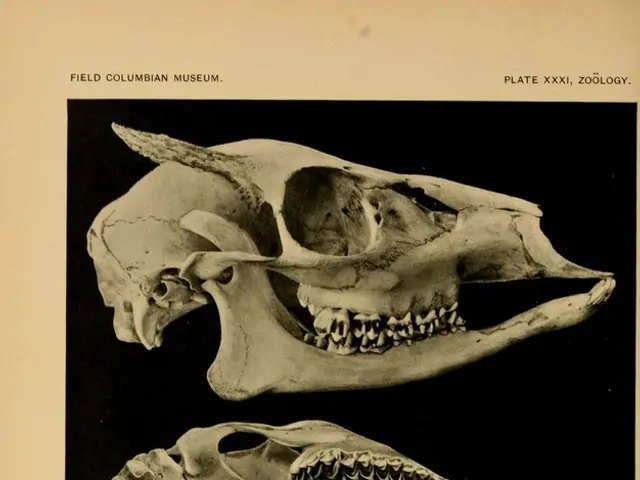 Bizarre Tales of Unusual Demises in History's Annals