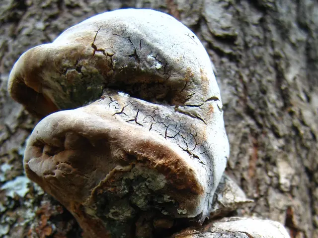 Darkened World in Season 2 of HBO's The Last of Us Reveals Enhanced Zombie Fungus Terror