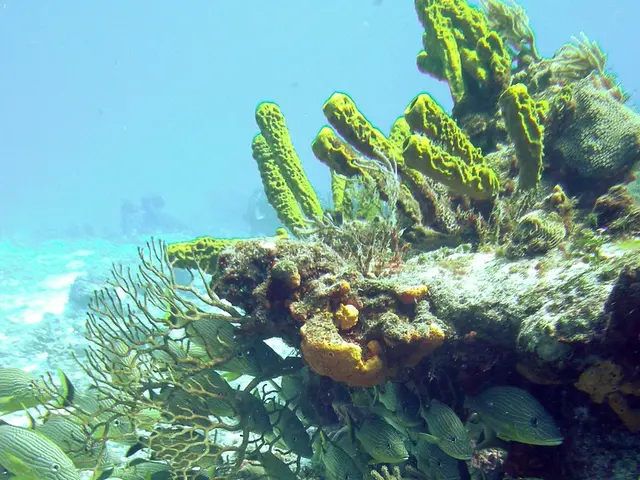 Deep-Sea Contamination Increases-Understanding Why the Abyss Now Poses a Threat