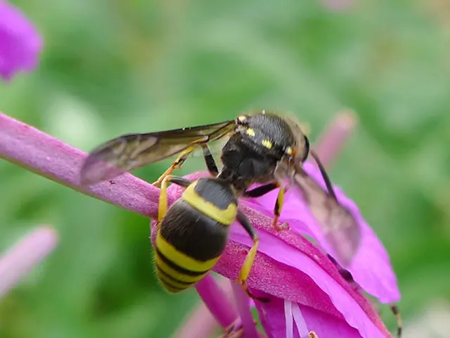 Wasp causing distraction under driver's lenses, leads to collision