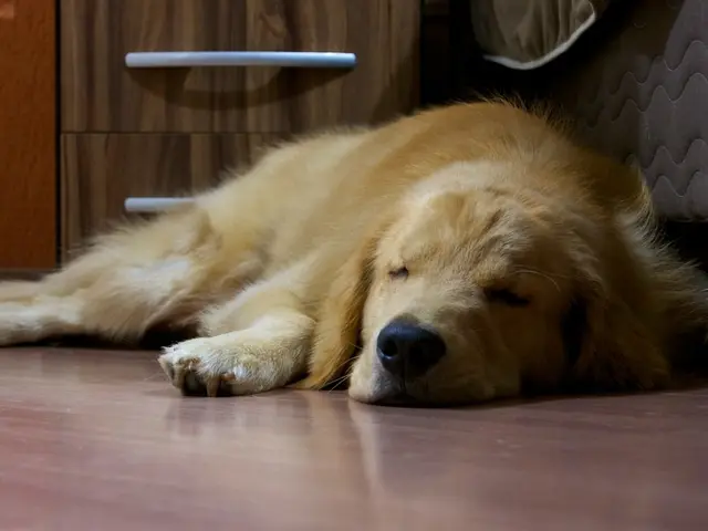 Haunted Attraction McKamey Manor: Deemed Overly Intense by Many, yet Categorized as PG-13 by Its...