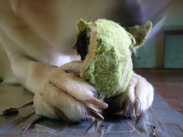 soccer player Sylla defends her position: dog was never unveiled