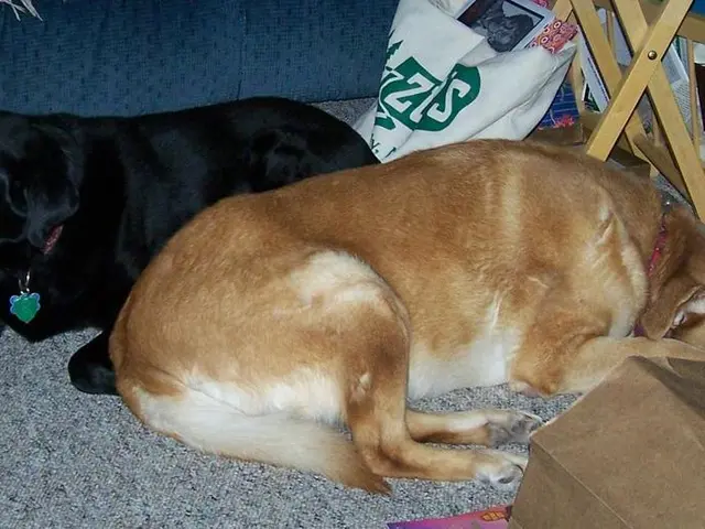 John Abraham Asks Chief Justice of India to Revisit Supreme Court's Decision, Argues that...