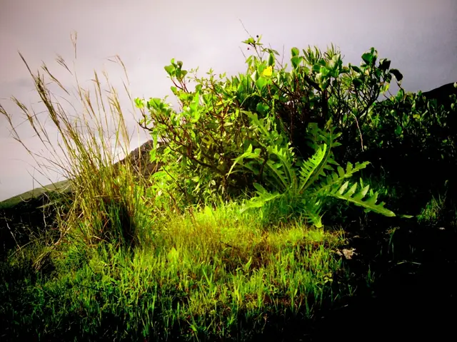 Forecast for tomorrow hints at a slight disappointment in weather conditions