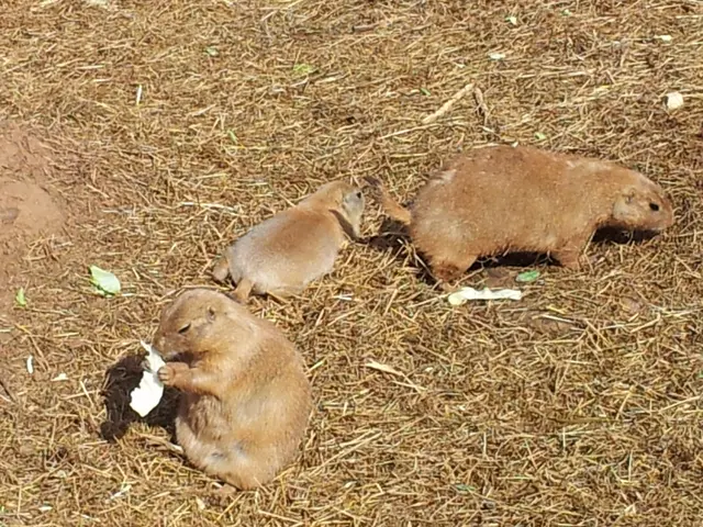 In the town of Culiacán, not only are people being kidnapped, but capybaras as well!