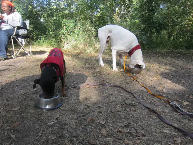 John Abraham Writes correspondence to the Chief Justice concerning Court ruling on Stray dogs in...