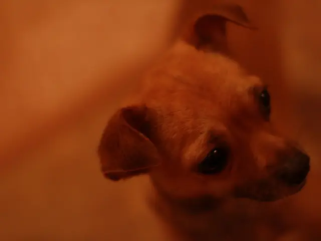 Animal shelter houses a Schalke professional: Sylla speaks up in defense