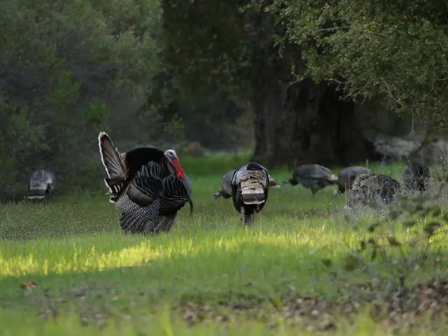 Russian residency count in Turkey decreases dramatically by approximately 50% from the year 2023