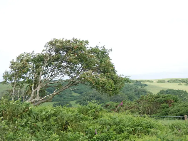 Unusual warmth in Primorye identified: Boris Kubai pinpoints primary cause of regional heatwave