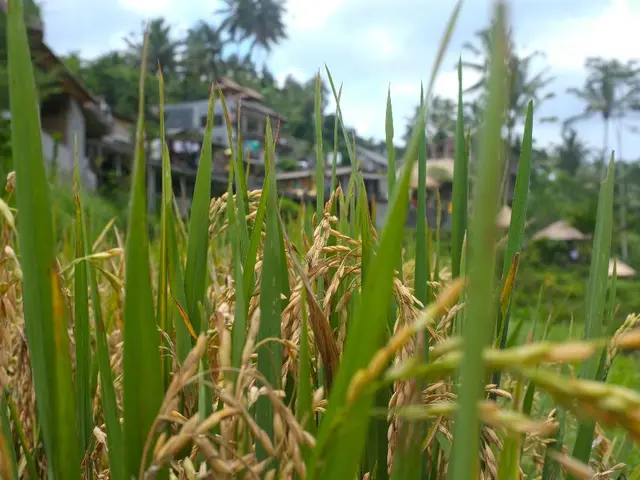 Farmers accelerate the planting of summer crops as the monsoon strengthens its momentum