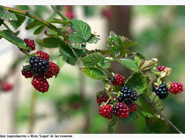Teenage cave dweller ventures into the forest, fails to reconnect with his kin due to potential...