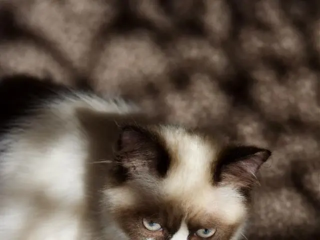 Alert: Viewing the 'Alien Earth's Feline Scene Could Trigger Distress