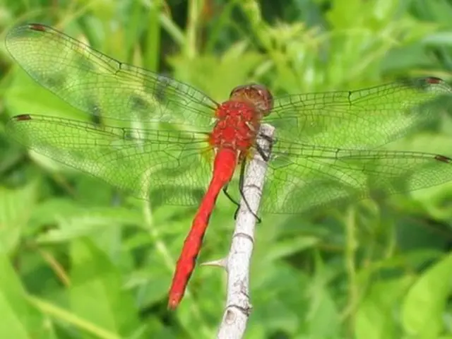 Shipboard Aliens: Unveiling the 5 Extraterrestrial Species on the Vessel