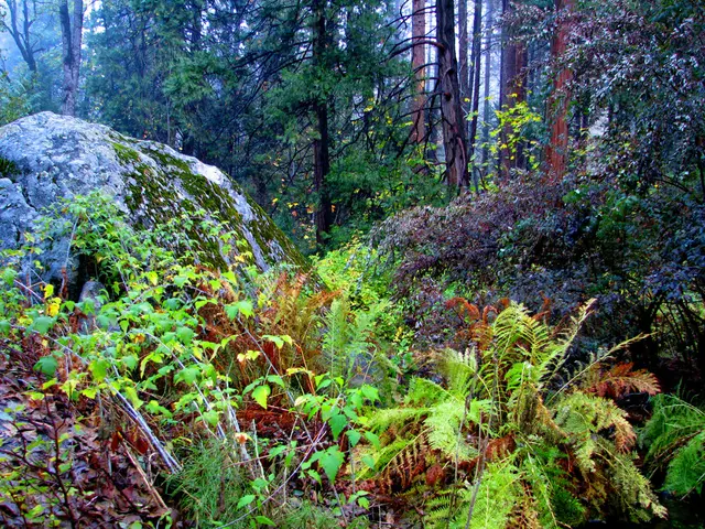 Politicians in Linkenheim-Hochstetten are taking action to combat the spread of invasive species