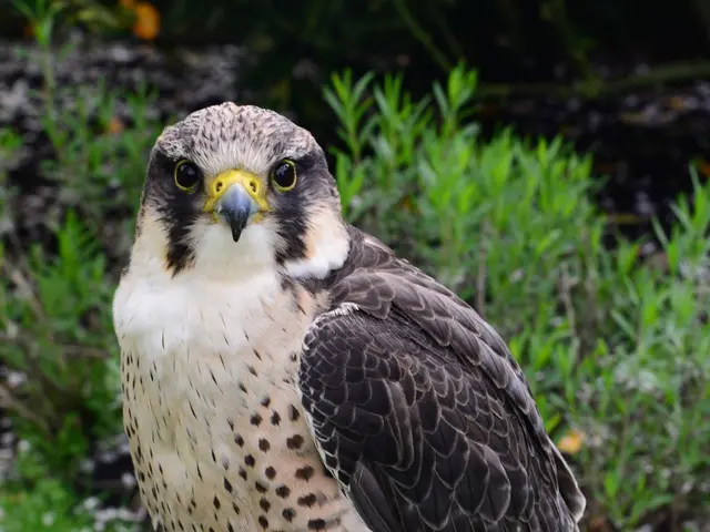 Wind turbines causing bird fatalities to be addressed under Trump's administration's initiative