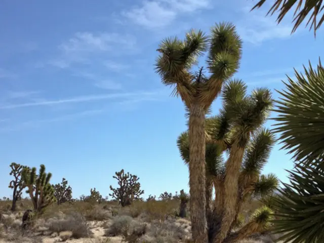 Amazon Rainforest Reduced to Span of Spain's Territory