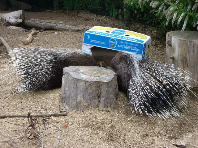 Musicians Colin Edwin and Chris Maitland, ex-members of Porcupine Tree, join forces once more for a...