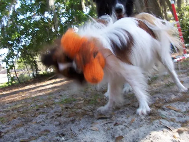 Dog attacks young boy on face, leaving him injured