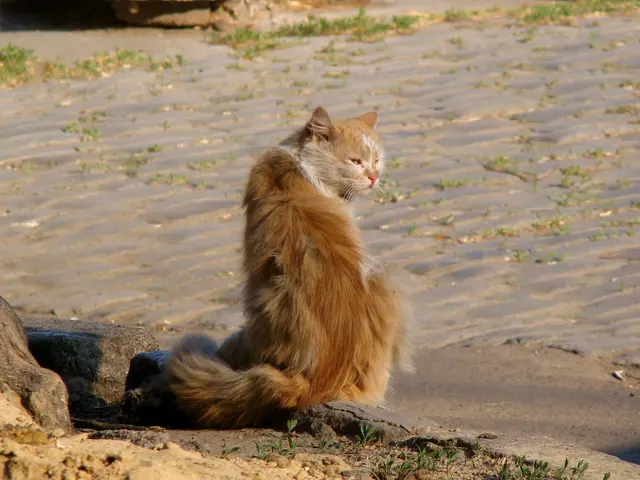 Daily Quiz on Cats versus Dogs by our platform, dated August 14, 2025