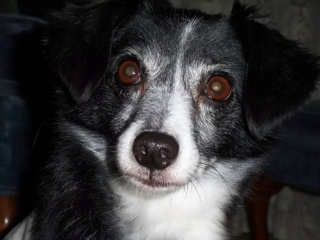 Visual assessment for dog enthusiasts: Identifying the unusual one among the canines