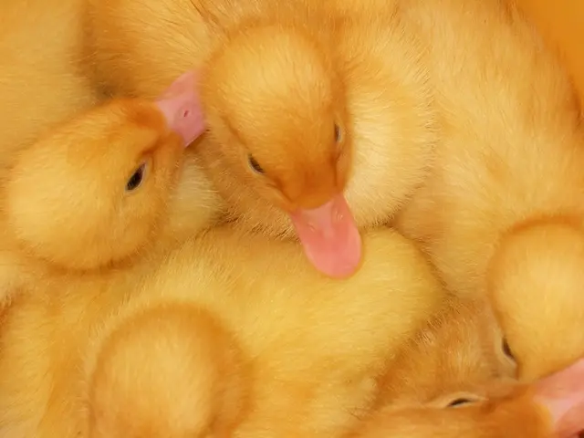 Community-benefiting automobile races taking place on Lake Mash