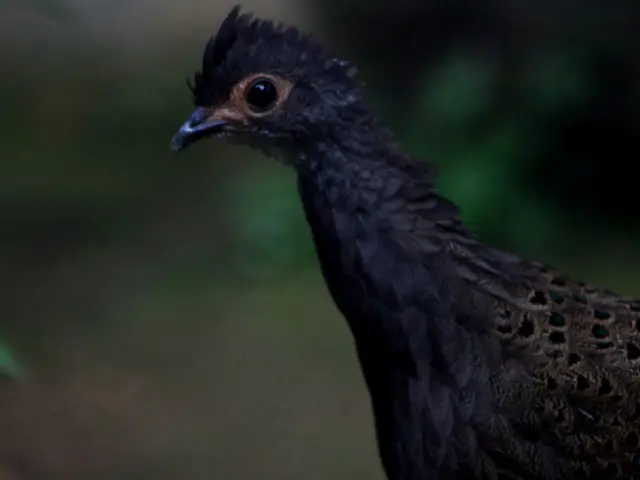 Hummingbirds Migrate: An Exciting Insight into Their Remarkable Travel Endeavors