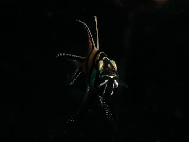 Depleted fish populations may require a decade for restoration in Blackwater waters, according to...