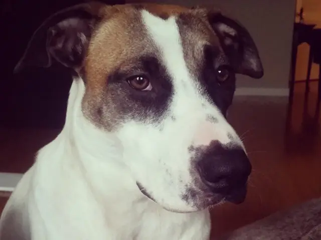 Parisian apartment search undertaken by ex-Krasnodar goalkeeper Matvey Safonov