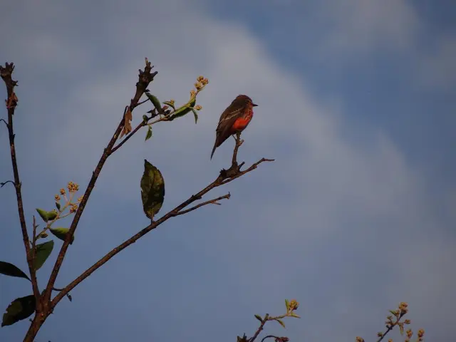 Current weather forecast in Puerto Madryn on August 20th, 2025
