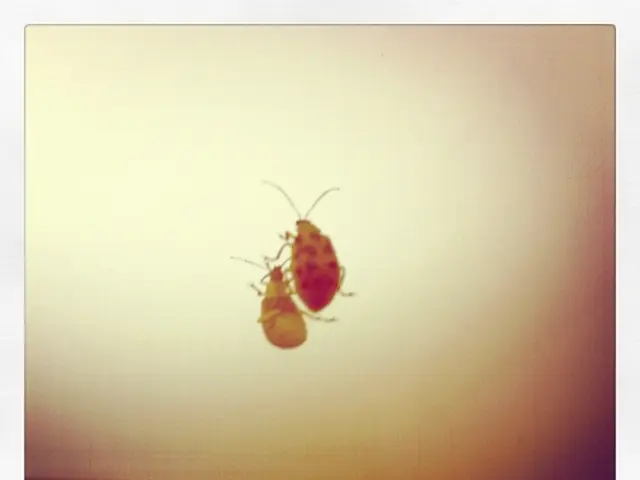 Alien: Earth's Adherence to Ridley Scott's Timeless Masterpiece Leaves a Lasting Impression, Yet a...