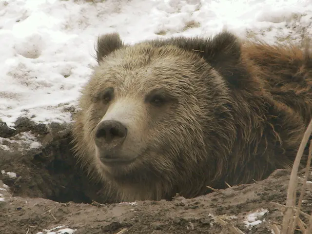 Friend meets disturbing fate in Japanese forest as bear drags hiking companion off trail, causing...