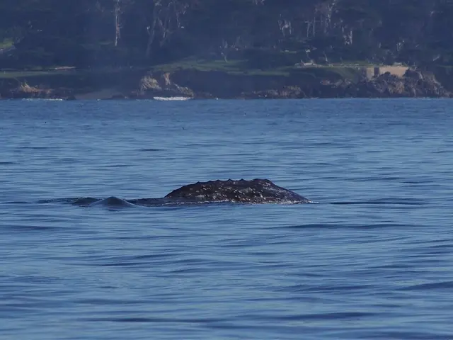 Woman hospitalized following alligator attack during hike in Florida trail