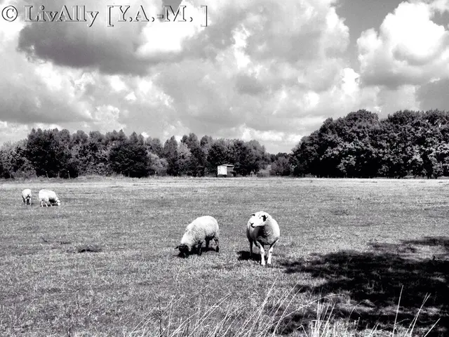 Policies aiming for net zero emissions may potentially lead to thousands falling into poverty...