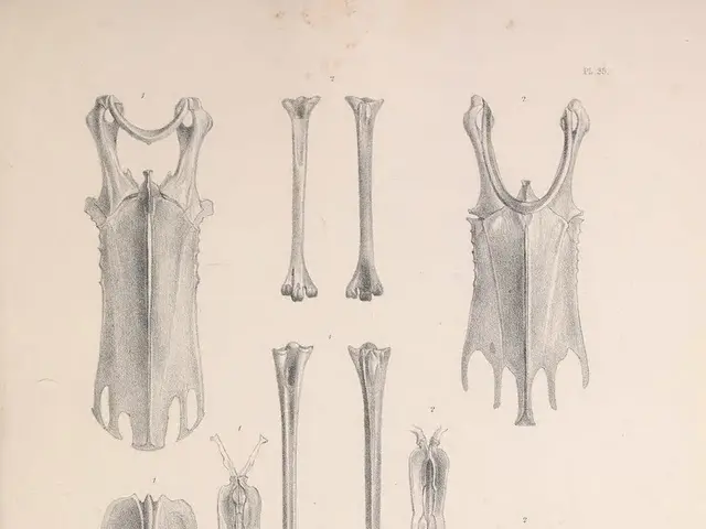Remains of skeletonized lower limbs found in proximity to Hameln.