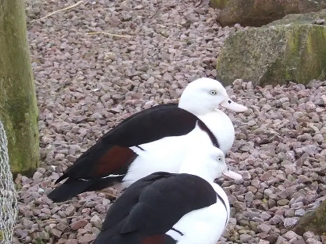 Gravel racing bike innovation: Introducing the ultralight aero Dogma GR from Pinarello - an initial...