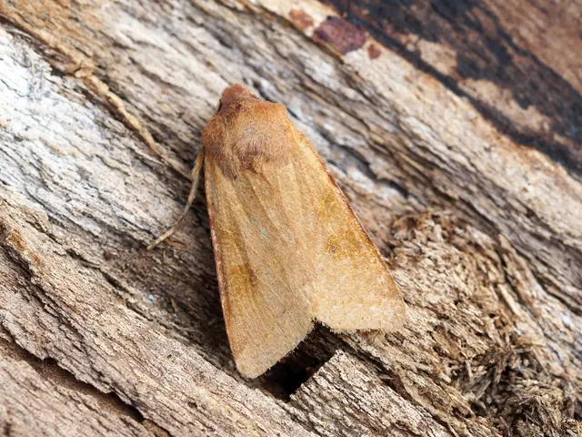 Mysterious Creature Hiding on Tree Trunk: Go Viral Challenge Engages Viewers with Optical Illusion