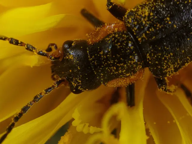 Uncovering Speedwell's Distinctive Qualities and Practical Applications