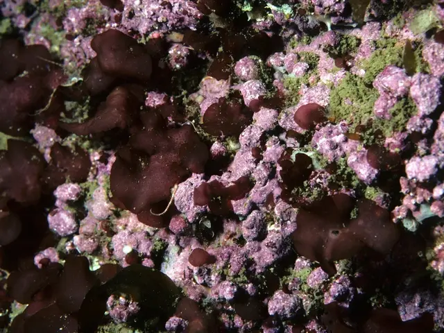 Taiwan and Indonesia ink agreement on marine debris, with Taiwan criticizing China's use of cyanide...