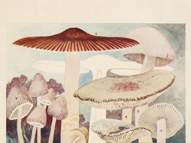 Franconian candidate Bastian: What's the scoop?