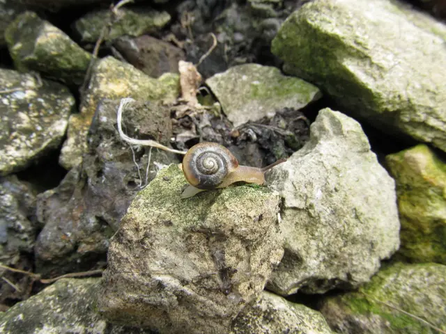 International Ricochet Championship Held in Scotland Marred by Allegations of Doctoring Competition...