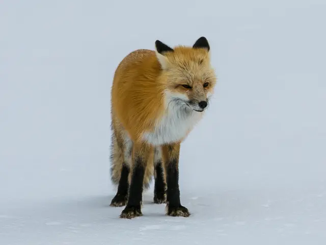 Media personality Brian Kilmeade from the United States Asia tour: