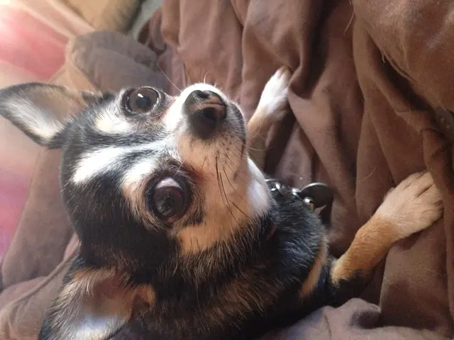 "During an impromptu playtime with puppies, the cast of 'The Summer I Turned Pretty' shares their...