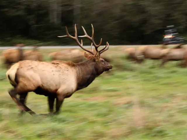 Obtain 4 VIP Passes for Black Deer Festival Held in Tobacco Dock within the City