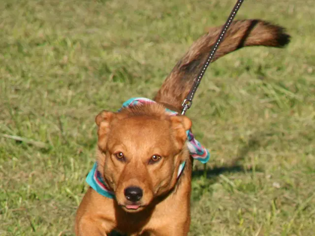Exciting Canine Competitions Unfold in Bad Harzburg